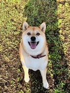 看板犬（ツッキー）の人物画像